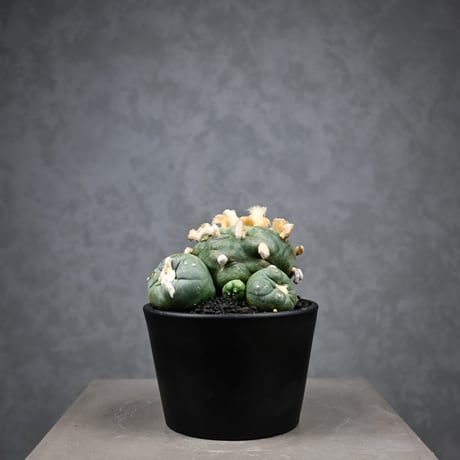 Lophophora diffusa / ロフォフォラ ディフューサ 翠冠玉