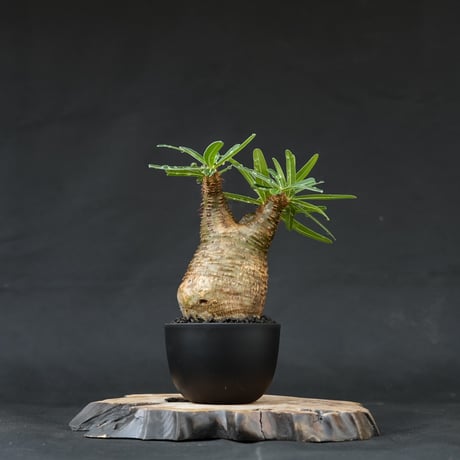 Pachypodium rosulatum var. gracilius / パキポディウム グラキリス 【発根済】