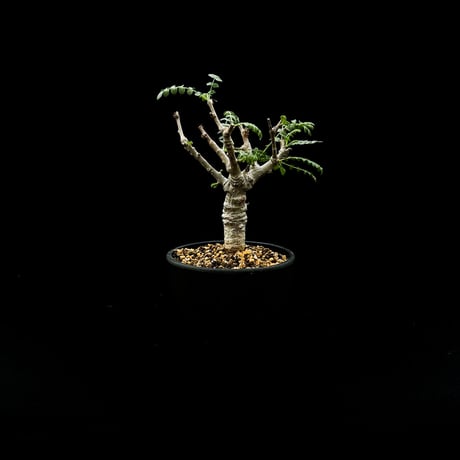 Boswellia neglecta / ボスウェリア ネグレクタ 【微発根】