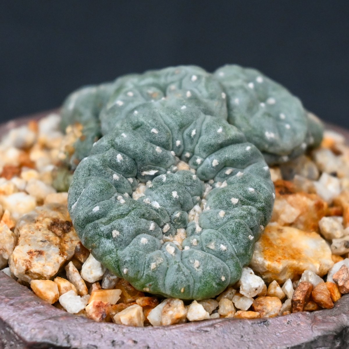 烏羽玉 綴化Lophophora williamsii f. cristata 烏羽玉 綴化Lophophora