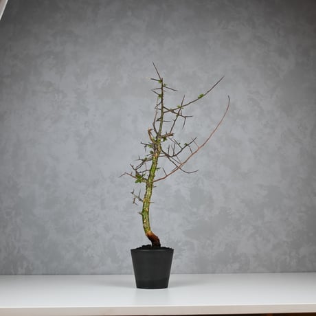 Commiphora myrrha / コミフォラ ミルラ 【微発根】