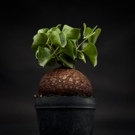 Dioscorea elephantipes / ディオスコレア エレファンティペス【 アフリカ 亀甲竜 】