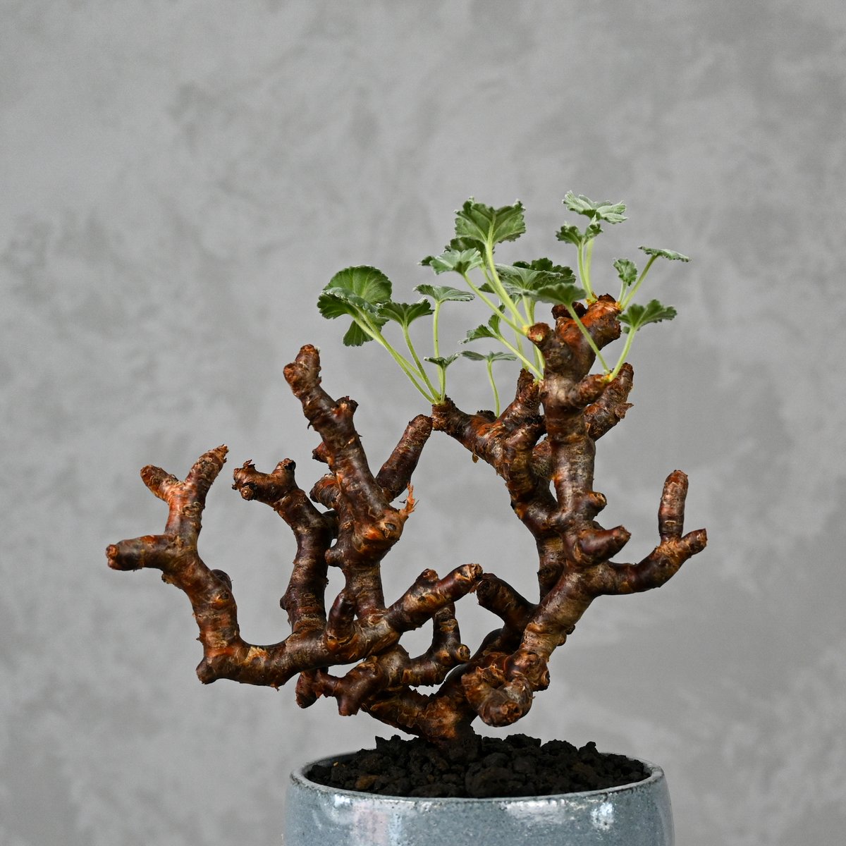 Pelargonium mirabile / ペラルゴニウム ミラビレ 【枝挿】 + 信楽焼