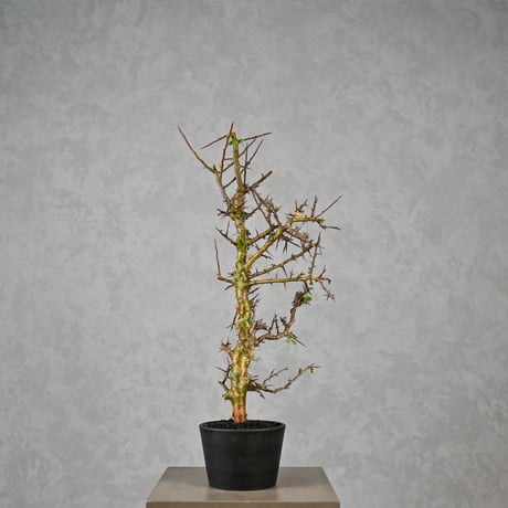 Commiphora myrrha / コミフォラ ミルラ 【微発根】