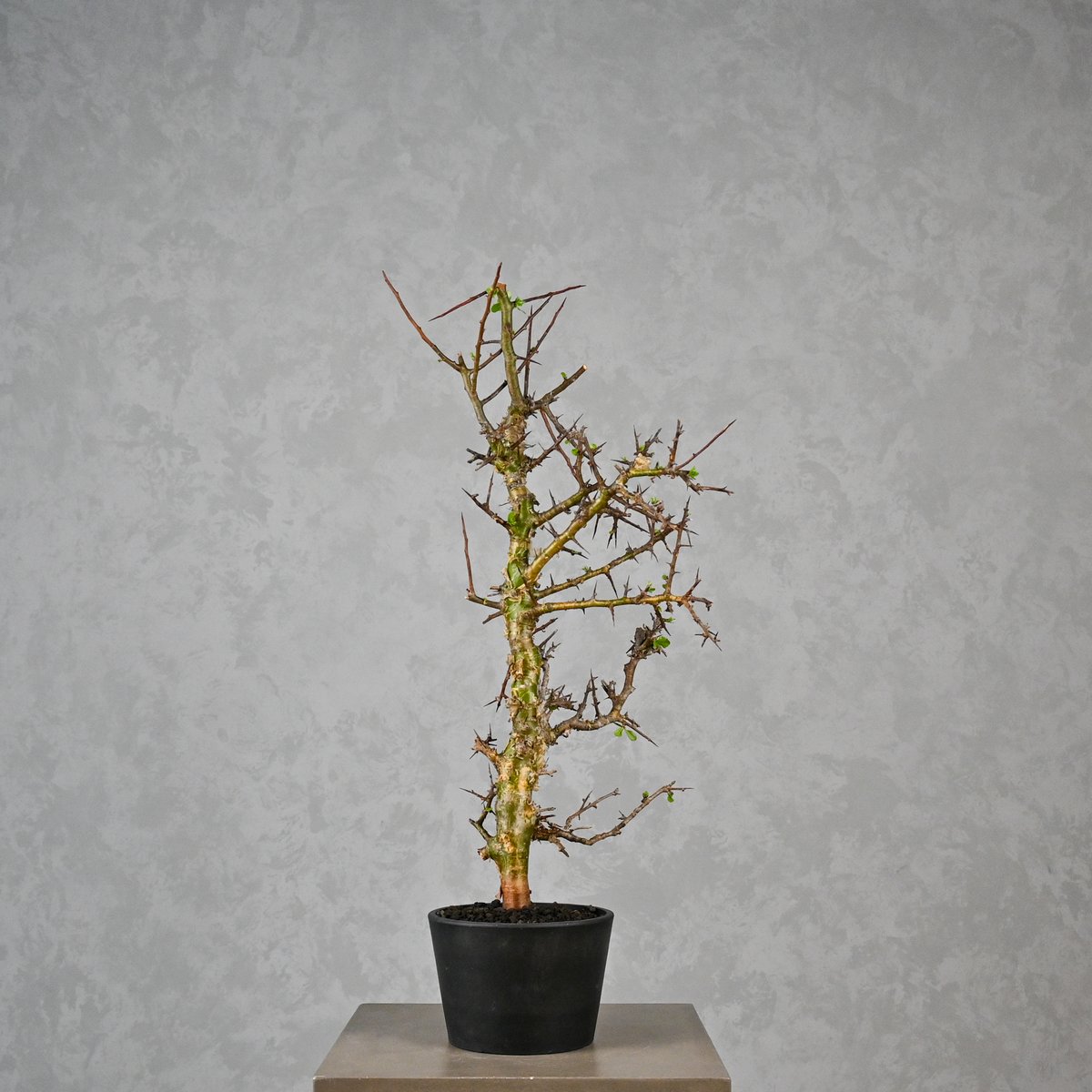 Commiphora myrrha / コミフォラ ミルラ 【微発根】 | GREEN MON