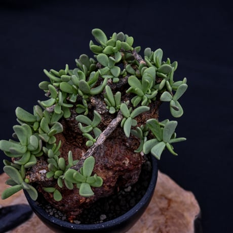 Ceraria pygmaea / ケラリア ピグマエア 【発根済】 [雌雄未判別]