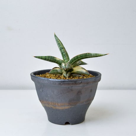 【PL】Sansevieria lav. 1970 Blue Clone variegated / サンセベリア ラブラノス 1970 ブルークローン 斑入り + 信楽焼 (発根済) (サンスベリア)