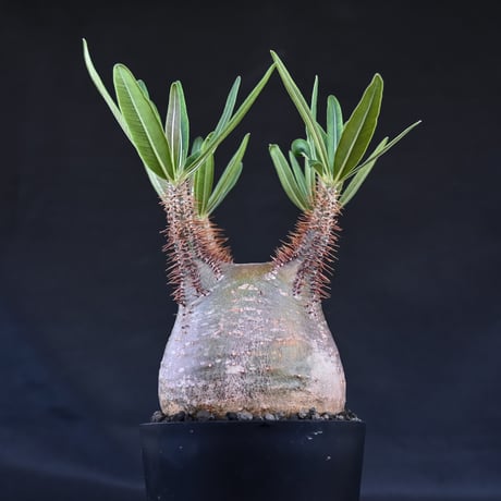 Pachypodium rosulatum var. gracilius / パキポディウム グラキリウス (グラキリス)【微発根】