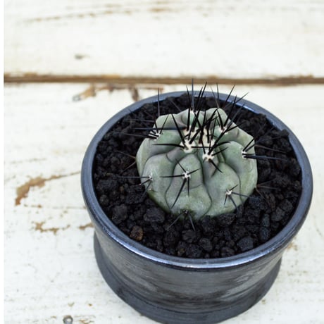 【Premium Line】Copiapoa cinerea / コピアポア シネレア 黒王丸 【実生】+ MANGAN