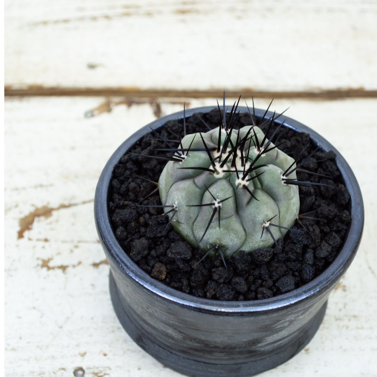 Premium Line】Copiapoa cinerea / コピアポア シネレア 黒王丸 Premium Line】Copiapoa cinerea / コピアポア シネレア 黒王丸