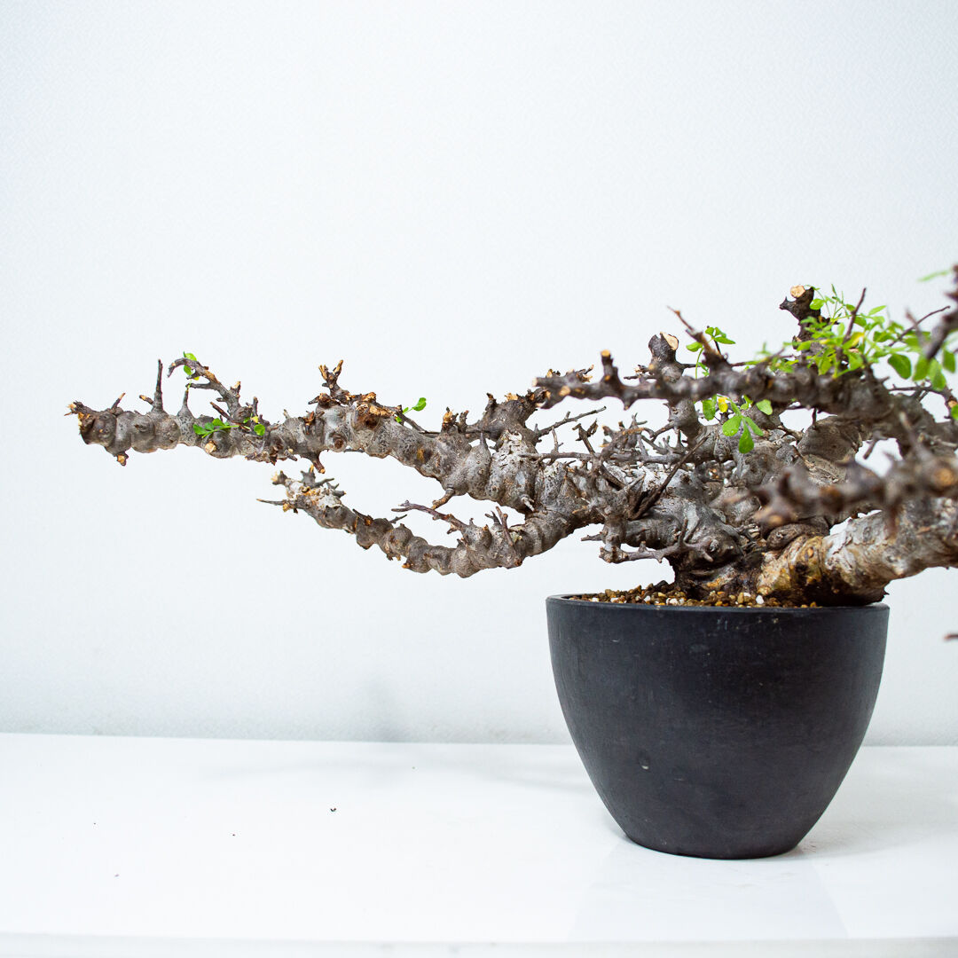 特大】Commiphora sp. somalia eyl / コミフォラ エイル (微発根...