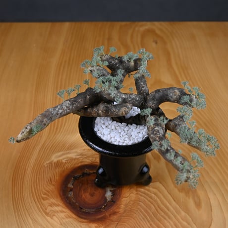 Monsonia multifida  (Sarcocaulon multifidum) / モンソニア ムルチフィダ (サルコカウロン ムルチフィズム) 【発根済】  + 万年青鉢