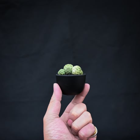Larryleachia cactiformis / ラリレアキア カクティフォルメ 仏頭玉【発根済】