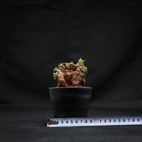Ceraria pygmaea / ケラリア ピグマエア 【発根済】 [雌雄未判別]