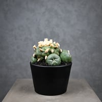Lophophora diffusa / ロフォフォラ ディフューサ 翠冠玉