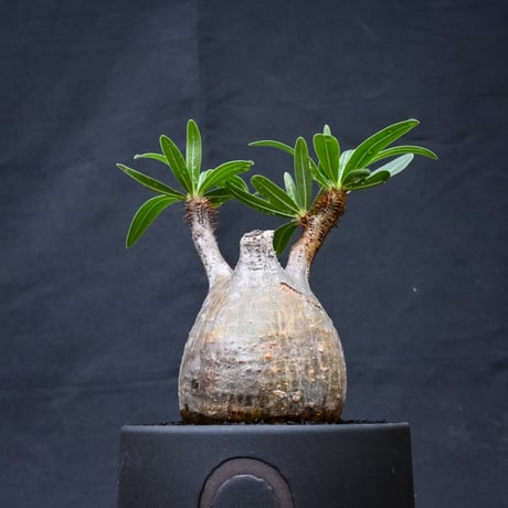 【Premium Line】 Pachypodium rosulatum var. gracilius / パキポディウム グラキリス 【発根済】 + 利休 -RIKYU- 【QUTOTEN.】