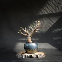【Premium Line】 Boswellia neglecta / ボスウェリア ネグレクタ 【微発根】 +  Vintage【後藤 瑞葉】