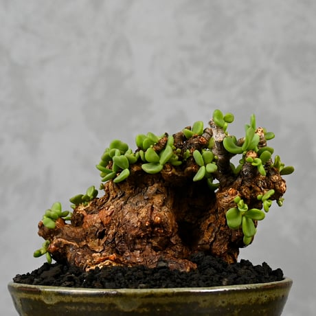 Ceraria pygmaea / ケラリア ピグマエア 【微発根】+ 信楽焼