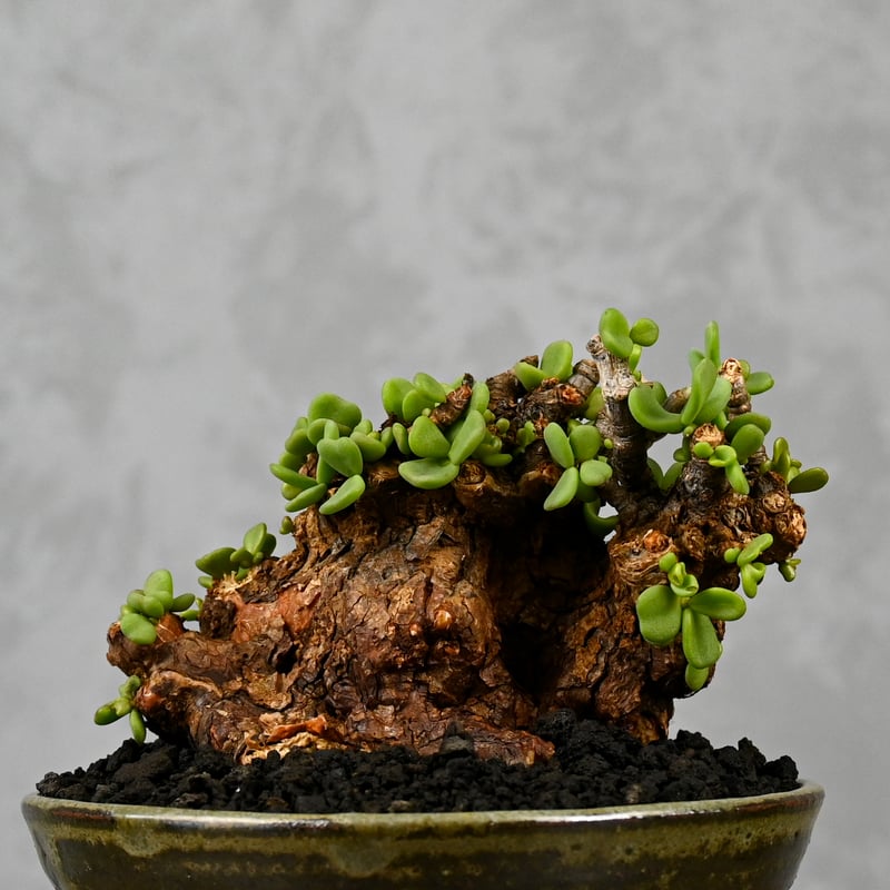 発根済・芽吹き】③ケラリア・ピグマエア/鉢ごと発送