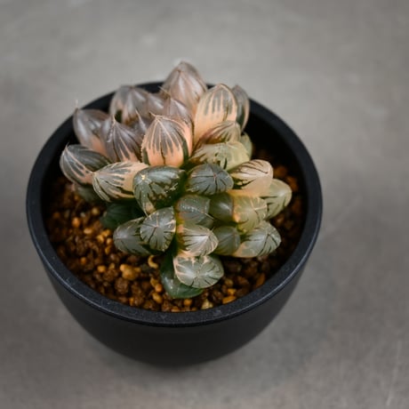 Haworthia cooperi var. truncata 'Black Obtusa' f. variegata / ハオルチア ブラック オブツーサ 錦