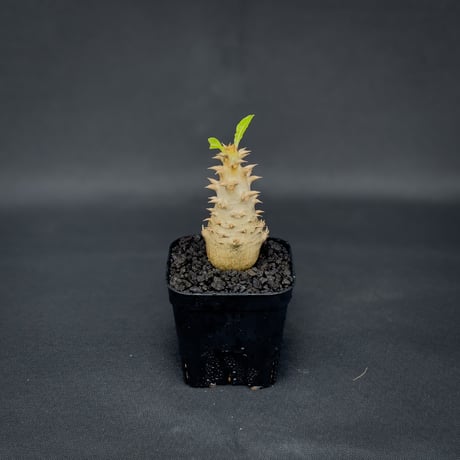 Pachypodium bicolor / パキポディウム ビカラー (バイカラー)【実生】