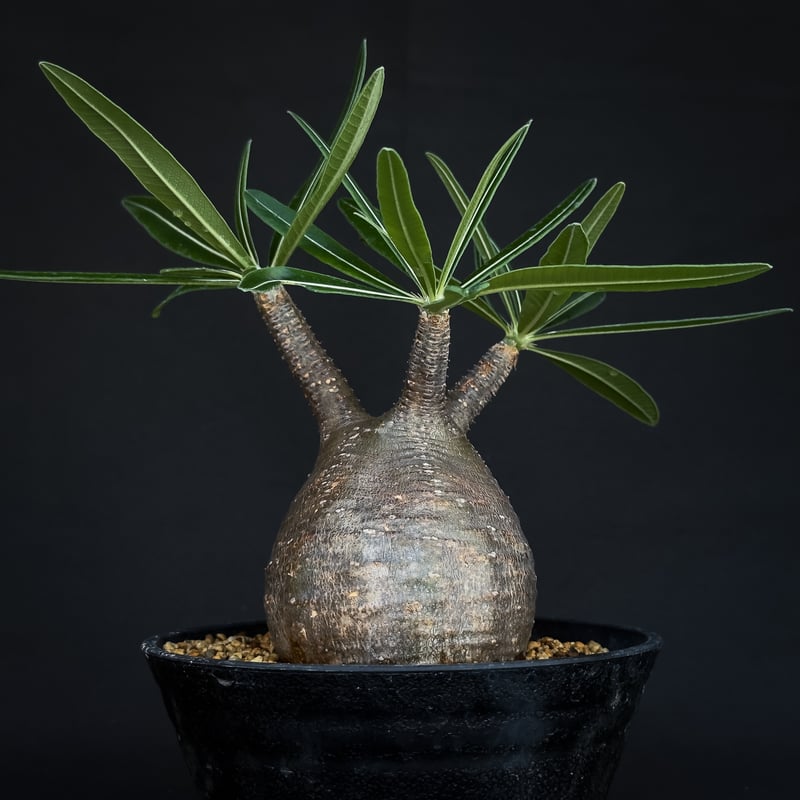 パキポディウム グラキリス Pachypodium gracilius ⑦ PACHYPODIUM GRACILIUS パキポディウム グラキリス HANACHO