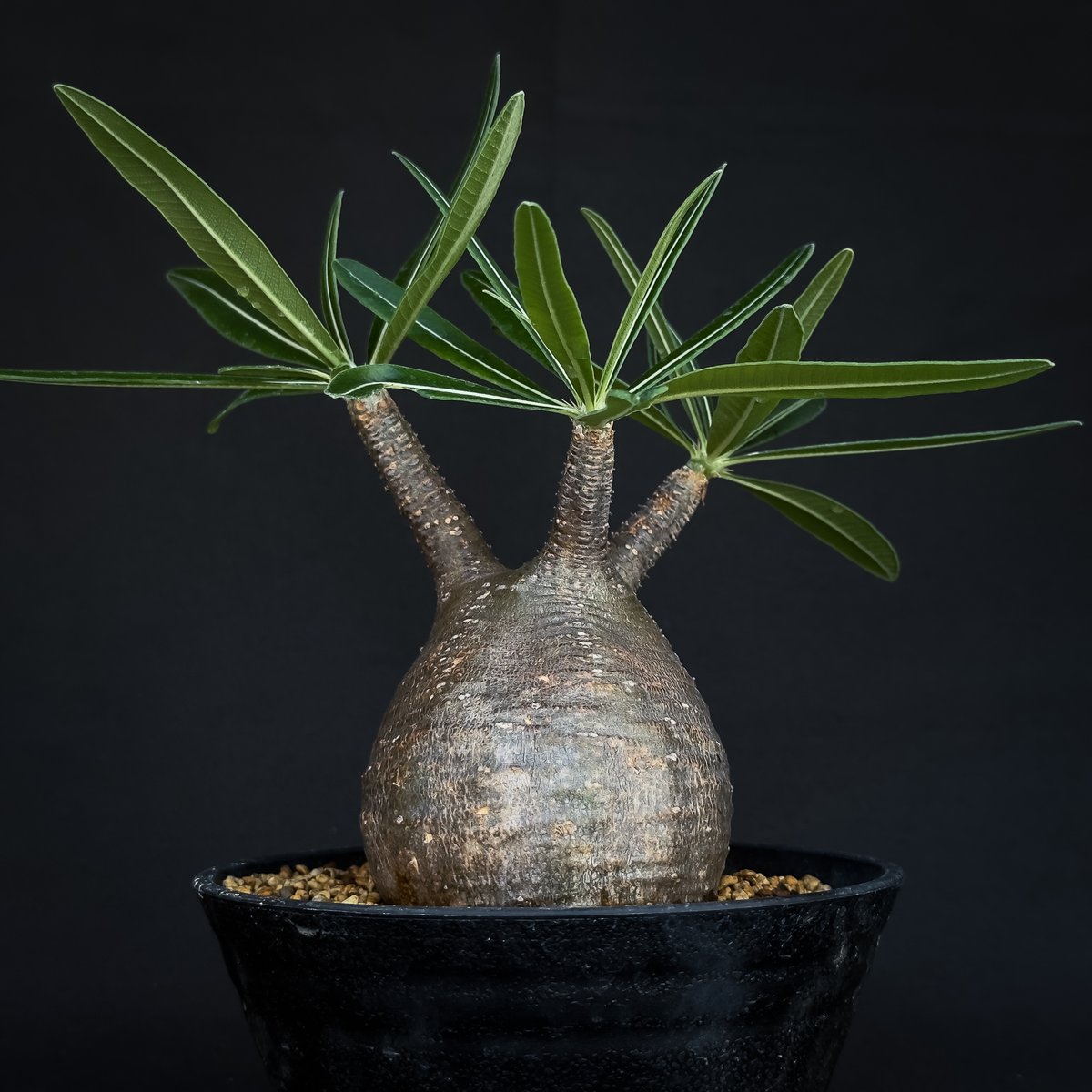 Pachypodium rosulatum var. gracilius / パキポディウム