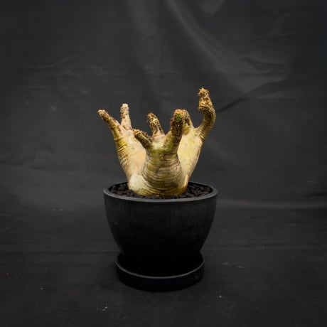 Pachypodium rosulatum var. makayense  / パキポディウム マカイエンセ 【微発根】