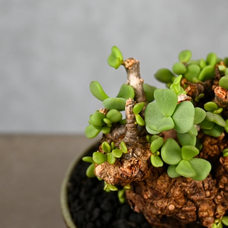 Ceraria pygmaea / ケラリア ピグマエア 【微発根】+ 信楽焼