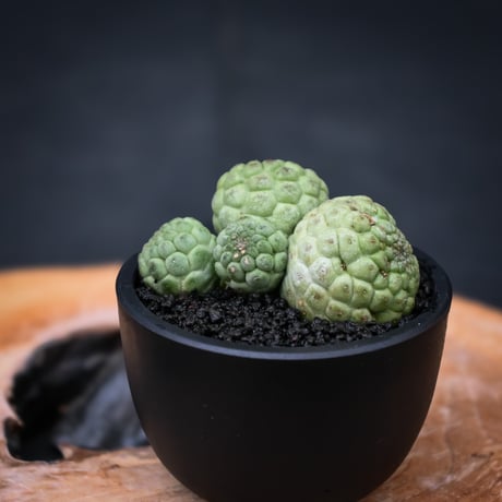 Larryleachia cactiformis / ラリレアキア カクティフォルメ 仏頭玉【発根済】