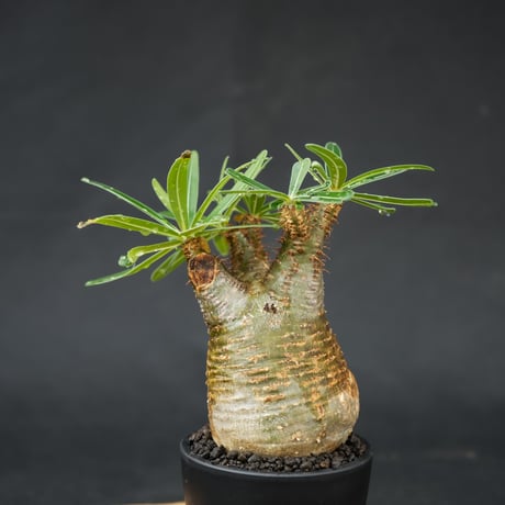 Pachypodium rosulatum var. gracilius / パキポディウム グラキリス 【発根済】