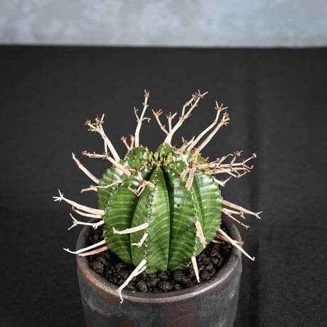 Euphorbia meloformis spp. Super Valida / ユーフォルビア スーパーバリダ 【雌株】【高木実生】 + 信楽焼