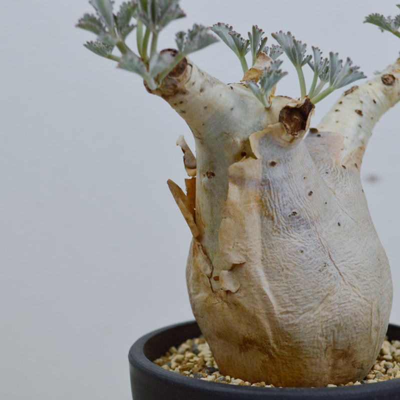 Cyphostemma betiforme Somalia / キフォステンマ ベティフォルメ Cyphostemma betiforme Somalia / キフォステンマ ベティフォルメ