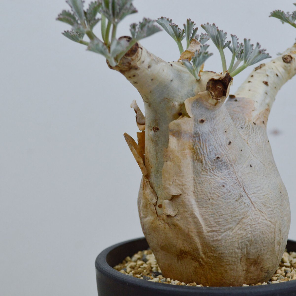 Cyphostemma betiforme Somalia / キフォステンマ ベティフォルメ Cyphostemma betiforme Somalia / キフォステンマ ベティフォルメ