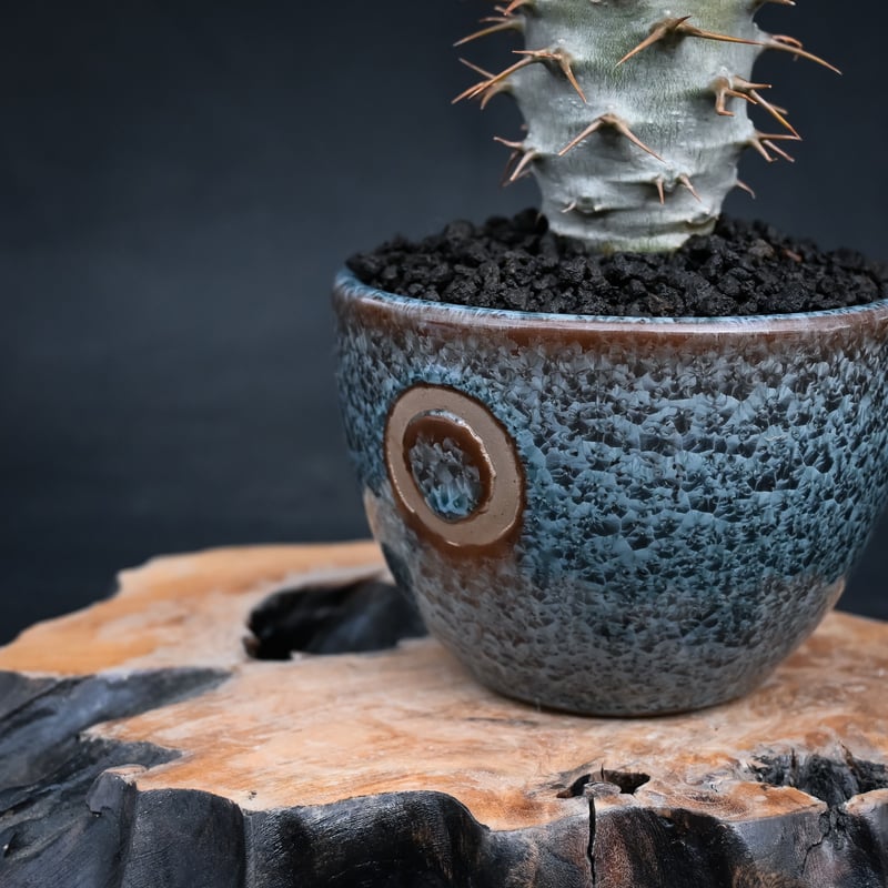 Premium Line】 Pachypodium ambongense / パキポディウム