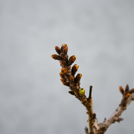 【桜盆栽】 Cerasus serrulata 'Asahiyama' / サクラ '旭山' (朝日山) / アサヒヤマ + 信楽焼