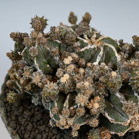 Astrophytum myriostigma f. monstrosa / アストロフィツム 子吹き鸞鳳玉 石化 (モンストローサ) (ランポー)【実生】 + 信楽焼