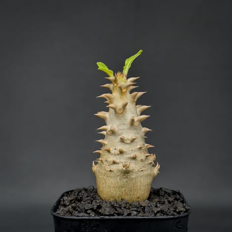 Pachypodium bicolor / パキポディウム ビカラー (バイカラー)【実生】