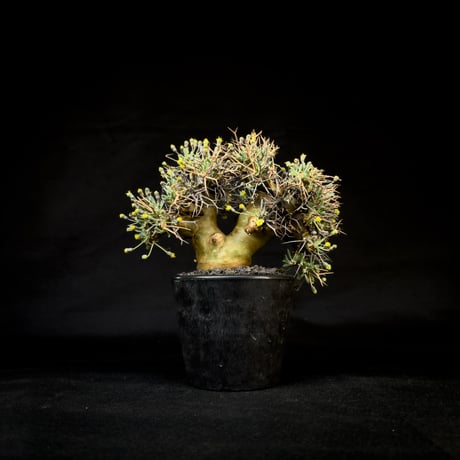 Othonna euphorbioides / オトンナ ユーフォルビオイデス (微発根)
