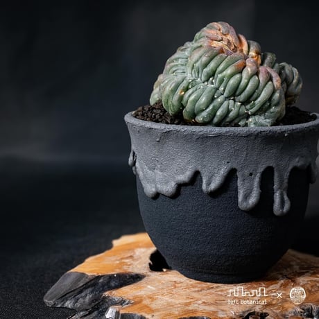 Lophophora williamsii var. cristate / ロフォフォラ ウィリアムシー 鳥羽玉 綴化 【実根】+ 灰黒垂れ