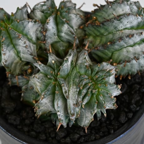 Euphorbia horrida f. monstrosa cristata / ユーフォルビア ホリダ 石化 綴化 (クリスタータ)【実生】+ 信楽焼