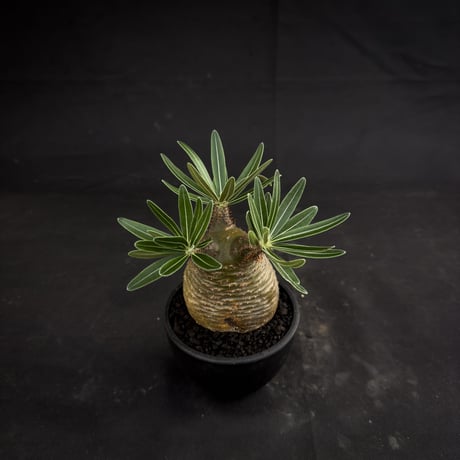 Pachypodium rosulatum var. gracilius / パキポディウム グラキリス 【微発根】