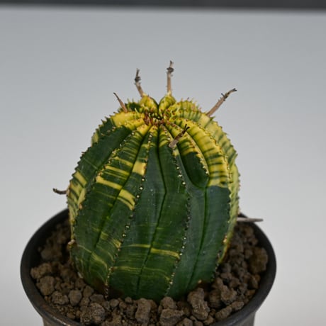 Euphorbia obesa hyb ’ Bonten ’ variegated / ユーフォルビア オベサ 丹天 錦 斑入り 【発根済】 + 信楽焼
