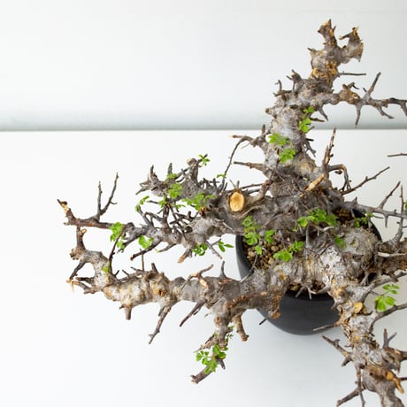 Commiphora sp. somalia eyl / コミフォラ エイル (微発根)