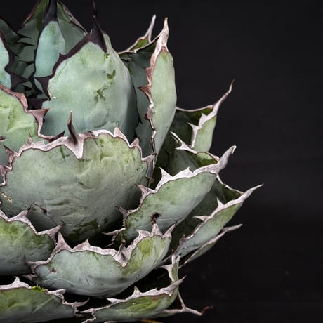 【XLサイズ】 Agave titanota ' Black and Blue ' / アガベ チタノタ ブラックアンドブルー (ブルーボール) (ベアルート)