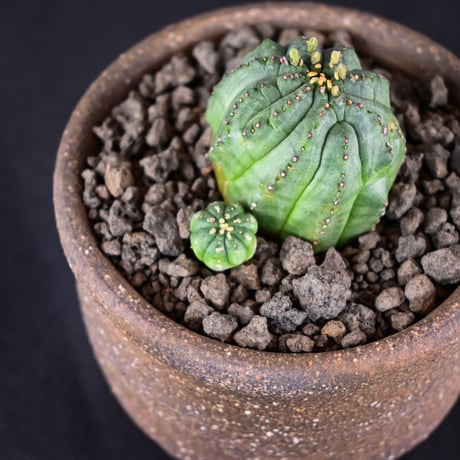 Euphorbia obesa hyb ’ Bonten ’ f. monstrosa  / ユーフォルビア オベサ 梵天 石化 【実生】 + 信楽焼