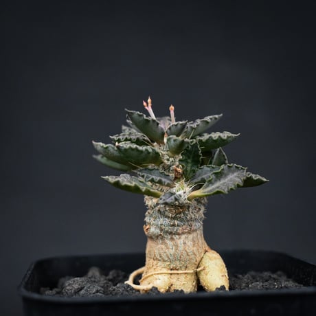 Euphorbia tulearensis / ユーフォルビア トゥレアレンシス 【実生】