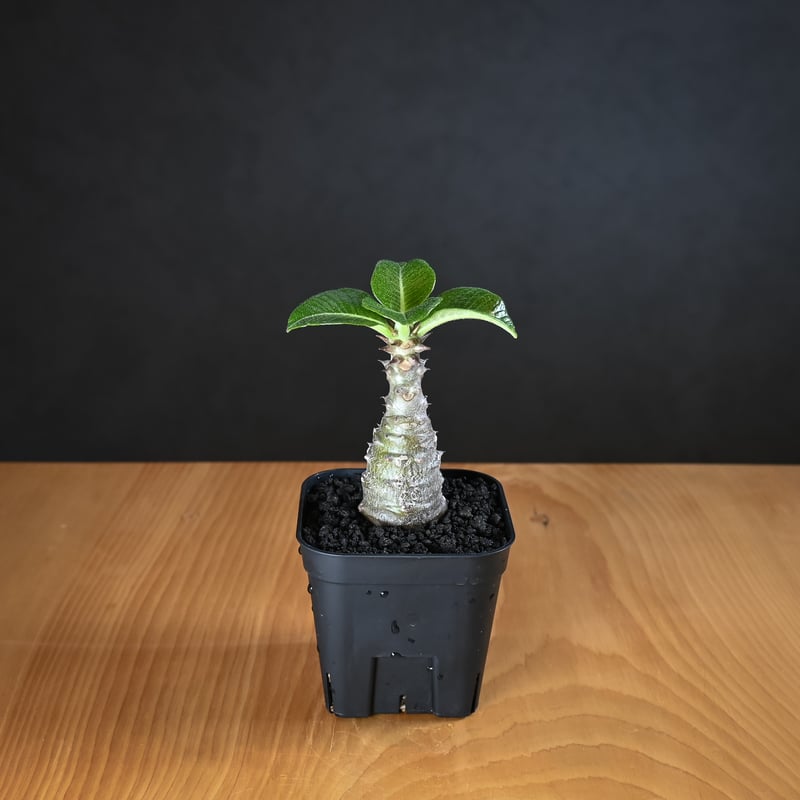 Pachypodium baronii var. windsorii / パキポディウム ウィ