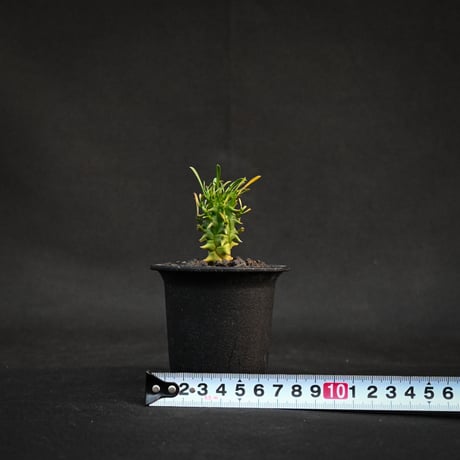 Euphorbia schoenlandii / ユーフォルビア スコエランディ 闘牛角【実生】