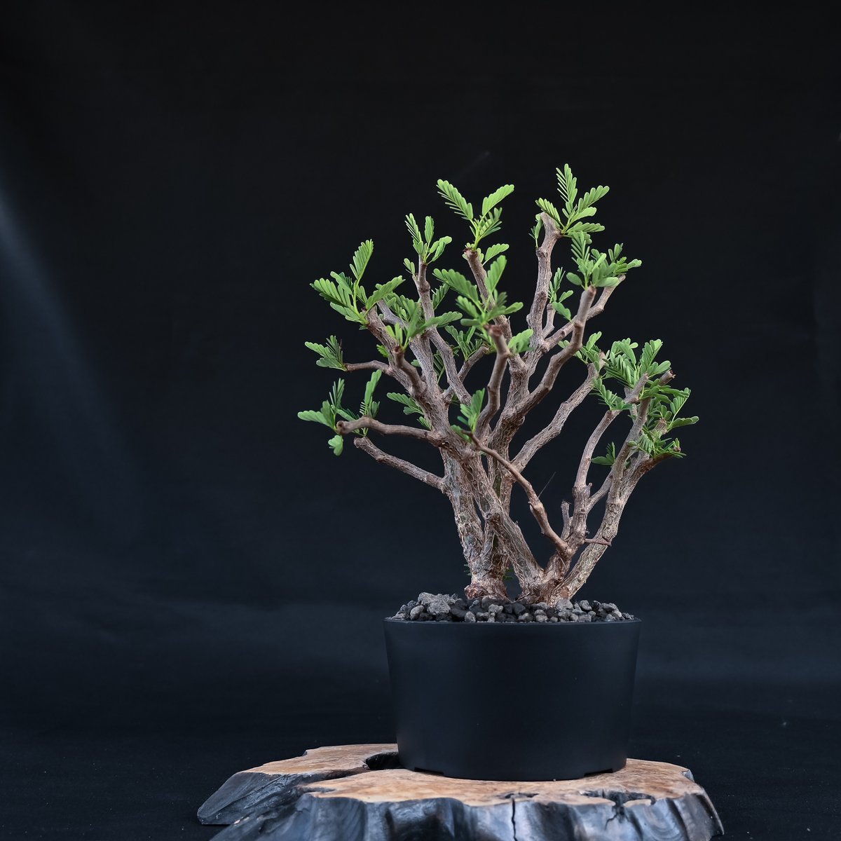 A Sennameridionalis-センナ・メリディオナリス 海外実生発根済 Senna meridionalis / センナ メリディオナリス 【発根済